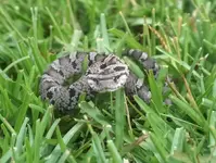 backyard 5.webp