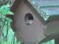 backyard 6.webp
