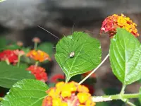 backyard 7.webp