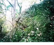 hog trail and james 016 (640x530).webp