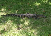 backyard 9.webp