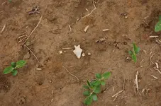 Blanton Site (2).webp