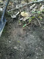 IMG_20101010_095211.webp
