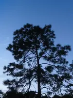 bonita springs 009.webp