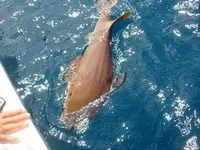 sharks and other creatures.webp