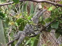 Yard Iguana .webp