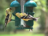 backyard 12.webp