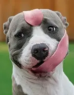 dogtongue.webp