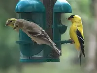 backyard 13.webp