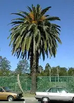 canariensis.webp