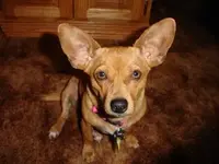 lucy - Copy.webp