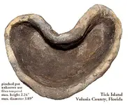 potpinchedtickislandB.webp