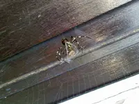 wasp1.webp