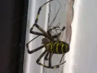 wasp2.webp