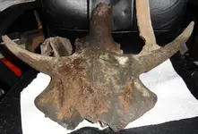 Bison Skull1.webp