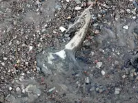 Bison Skull In Situ1.webp