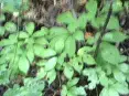 avatar_42065.webp