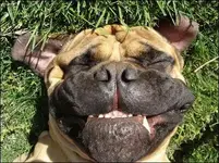funny_dog.webp