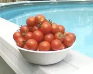 sweet cherry tomatoes.webp