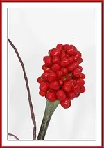 jack-in-the-pulpit-04[1].webp