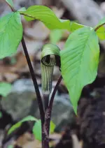 Jack-in-pulpit[1].webp