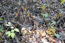 NC FINDS 10-19 005.webp