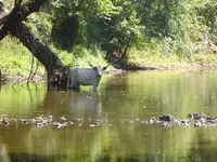 Buffalo Trails 004.webp