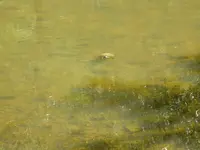 Buffalo Trails 007.webp