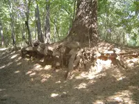 Buffalo Trails 009.webp