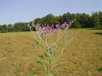 Buffalo Trails 011.webp
