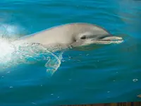 Close encounter.webp