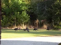Turkeys3.webp