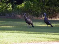 Turkeys5.webp
