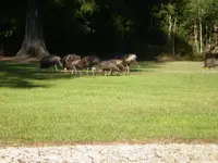 Turkeys4.webp