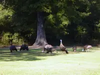 Turkeys6.webp