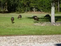 Turkeys7.webp