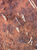 in situ(1).GIF