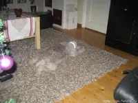 Invisible Dog.webp