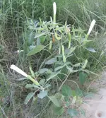 FLOWER.webp