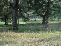 PICT0060.webp