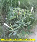 WILDSOMETHING.webp