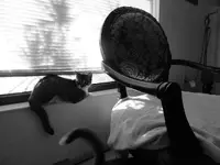 cat bw.webp