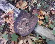 Shovel.webp
