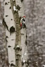IMG_1313_crop.webp