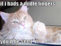 lol-cat-middle-finger.jpg