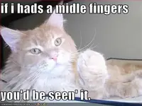 lol-cat-middle-finger.webp