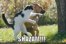 funny-pictures-cat-punches-dog.webp