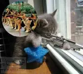 65245_cat_sniper.webp