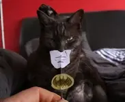 bat-cat.webp