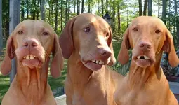 Dogs.webp